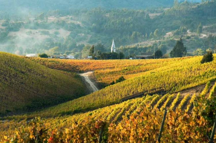 Thì ra đây là lý do vang Chile hợp khẩu vị Việt - 1