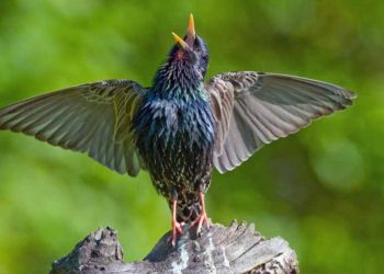 Những thí nghiệm khoa học kỳ dị trên loài vật - 5