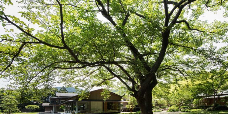 Water Cherry Villa mang đậm phong cách Nhật Bản vừa đương đại vừa truyền thống - 1