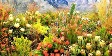 Ghé vương quốc hoa chỉ siêu rực rỡ sau hỏa hoạn - 2