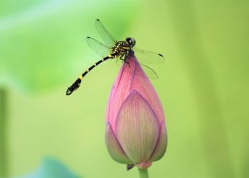 Còn nhớ không một cánh chuồn chuồn