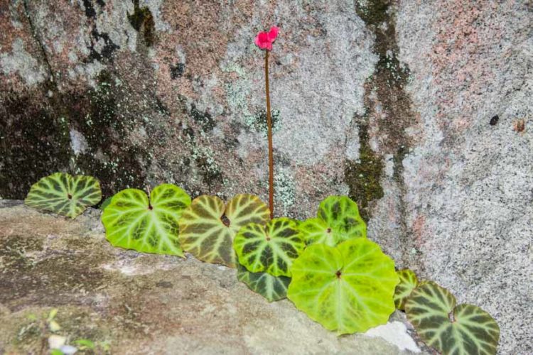 Thêm ba loài thực vật mới có hoa tuyệt đẹp được phát hiện tại Việt Nam - 1