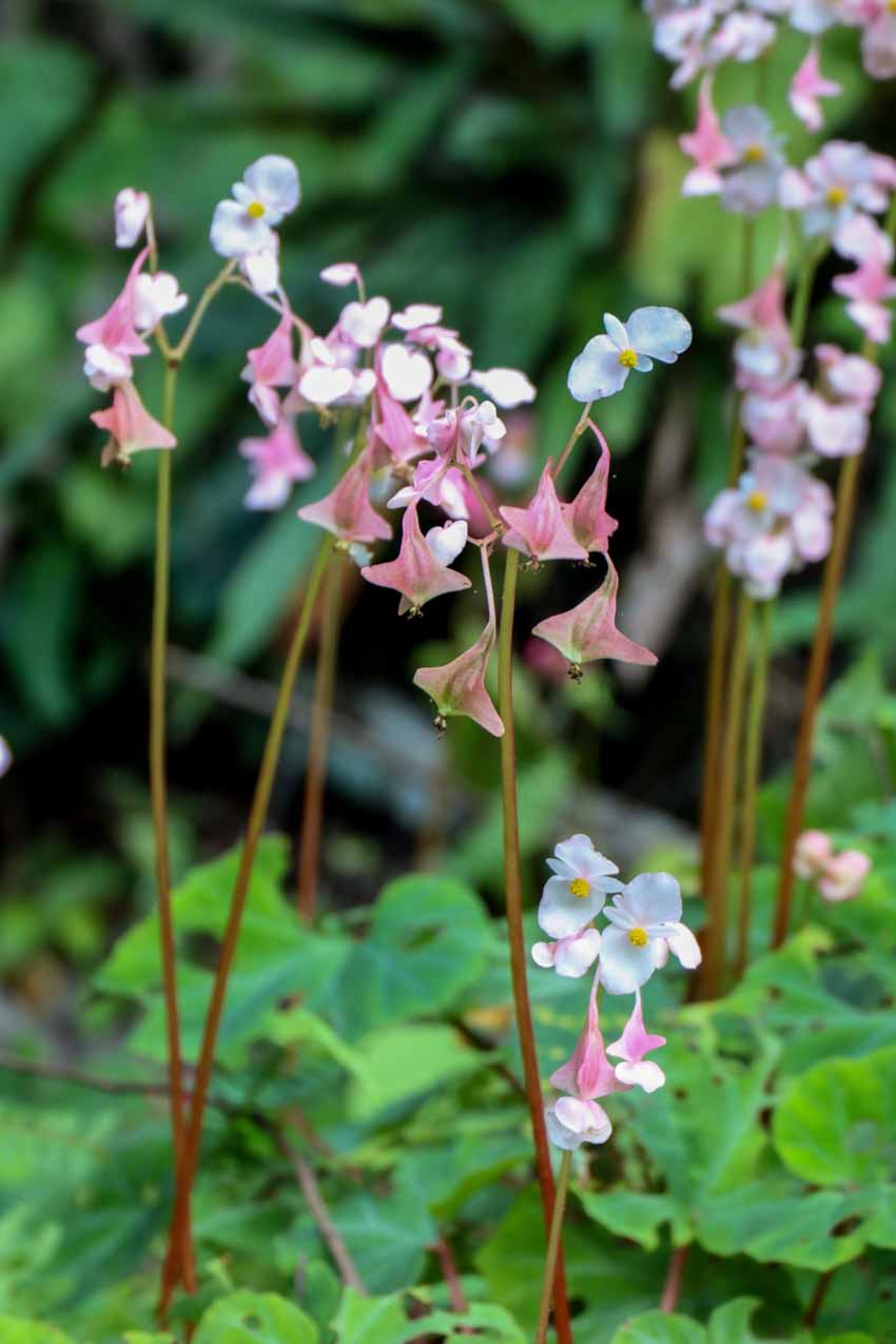 Thêm ba loài thực vật mới có hoa tuyệt đẹp được phát hiện tại Việt Nam - 2