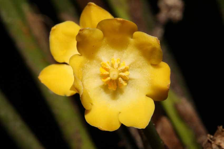Thêm ba loài thực vật mới có hoa tuyệt đẹp được phát hiện tại Việt Nam - 3