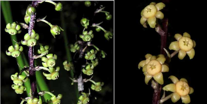 Thêm ba loài thực vật mới có hoa tuyệt đẹp được phát hiện tại Việt Nam - 5