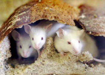 Con người đã định cư cách đây 15.000 năm