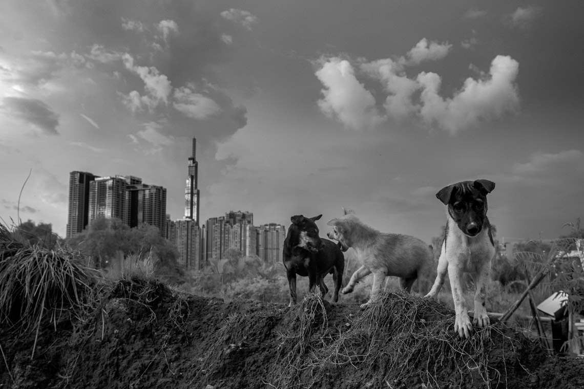 Nhiếp ảnh gia Hoàng Thế Nhiệm khám phá nơi trú ngụ của một gia đình chó