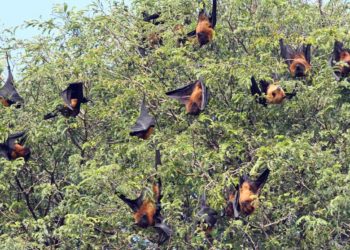 Làm thế nào dơi sống chung với rất nhiều virus? - 2