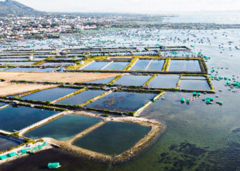 Mùi hương cát mốc…