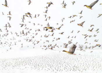 Những hình ảnh đáng kinh ngạc được chụp từ trên cao trong Giải thưởng ảnh Drone năm nay