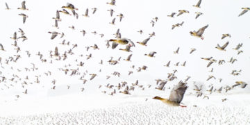 Những hình ảnh đáng kinh ngạc được chụp từ trên cao trong Giải thưởng ảnh Drone năm nay