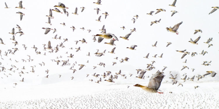 Những hình ảnh đáng kinh ngạc được chụp từ trên cao trong Giải thưởng ảnh Drone năm nay