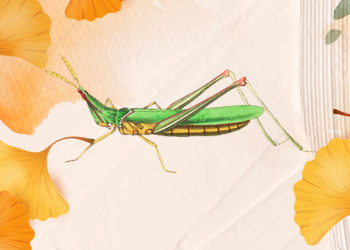 Mùa xuân cho cào cào bay