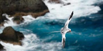 Những bức ảnh chim làm cho người ta thổn thức - 11