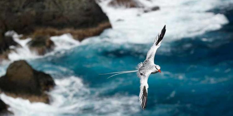 Những bức ảnh chim làm cho người ta thổn thức - 11