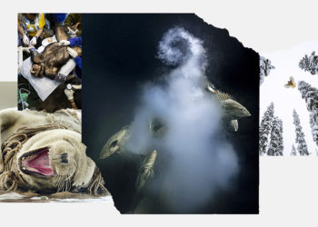 Hình ảnh ngoạn mục từ Giải thưởng Nhiếp ảnh về Động vật Hoang dã Tự nhiên của năm 2021