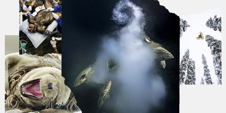 Hình ảnh ngoạn mục từ Giải thưởng Nhiếp ảnh về Động vật Hoang dã Tự nhiên của năm 2021