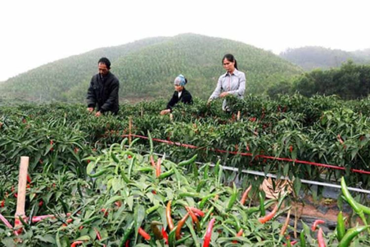 Cây ớt, cây thử thổ - 1