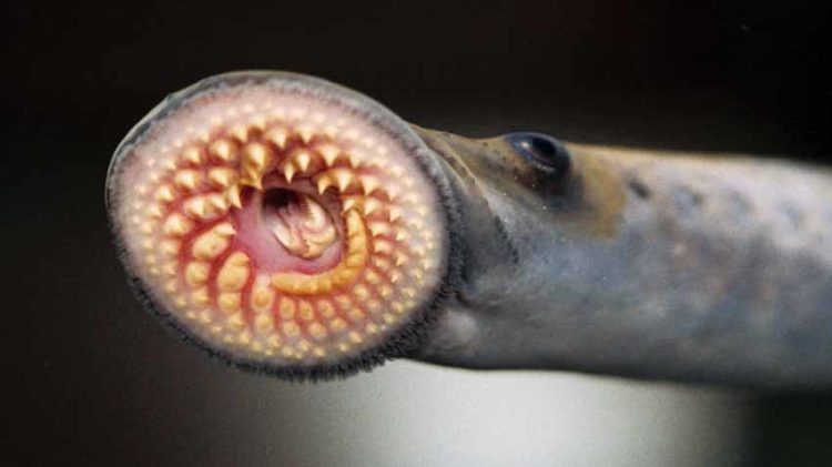 'Ma cà rồng' trong thế giới loài vật - 2