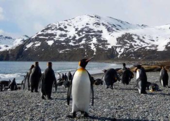 Nỗi đau Nam Georgia: Vết thương vĩnh viễn không lành - 1