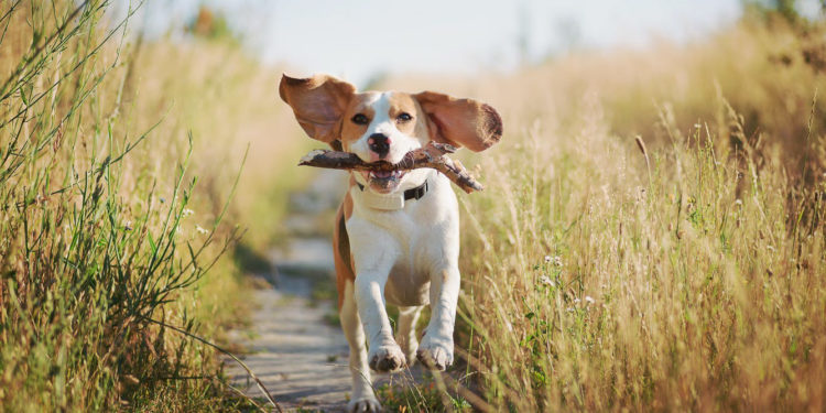 Bật mí 5 cách giúp con chó của bạn sống lâu và khỏe mạnh