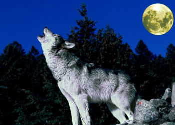 Nỗi sợ người sói