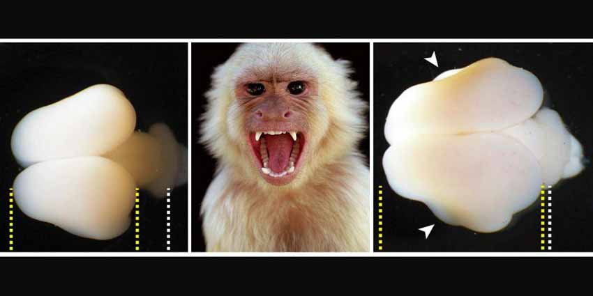 Thí nghiệm khoa học kinh hoàng: Biến khỉ thành người bằng kỹ thuật cấy gien - 2