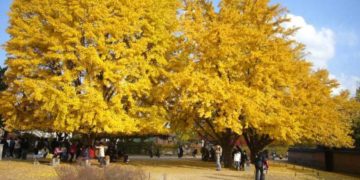 Cây ngân hạnh - hóa thạch sống - 3