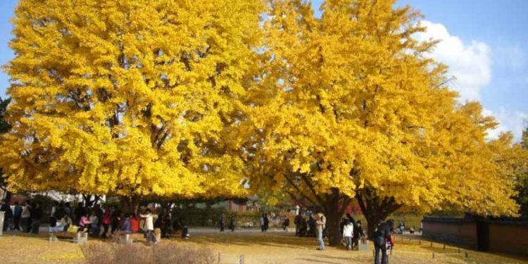 Cây ngân hạnh - hóa thạch sống - 3