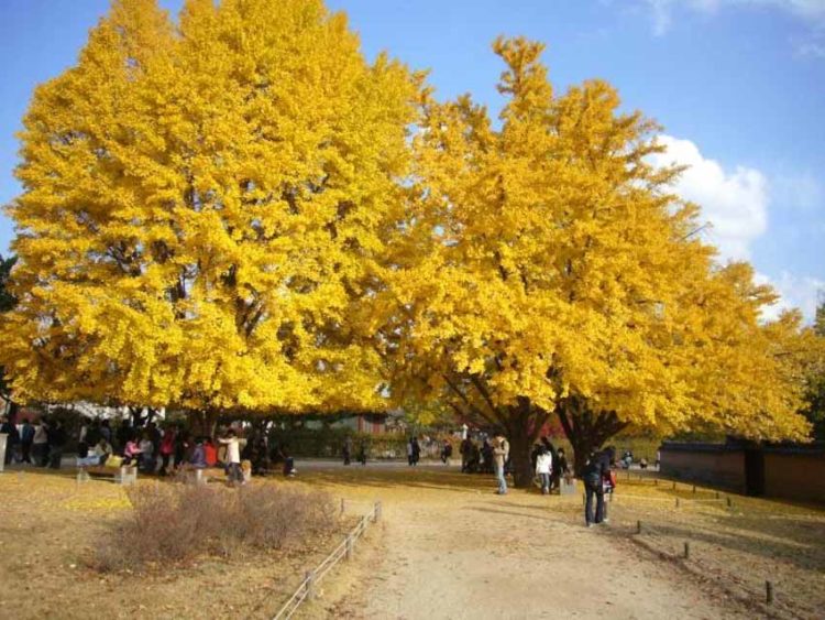 Cây ngân hạnh - hóa thạch sống - 3