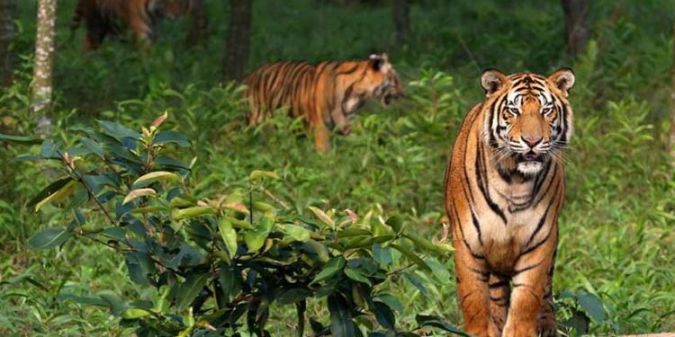 Sống với hổ Bengal trong rừng ngập mặn Sundarbans - 1