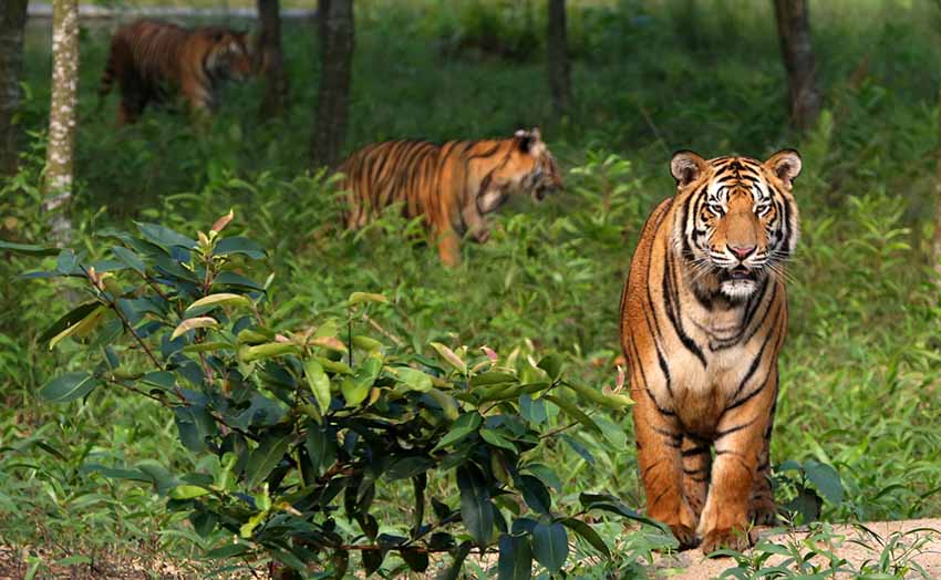 Sống với hổ Bengal trong rừng ngập mặn Sundarbans - 1