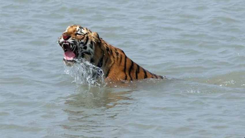 Sống với hổ Bengal trong rừng ngập mặn Sundarbans - 2