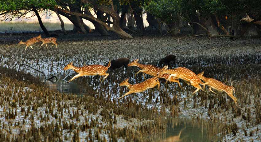 Sống với hổ Bengal trong rừng ngập mặn Sundarbans - 4