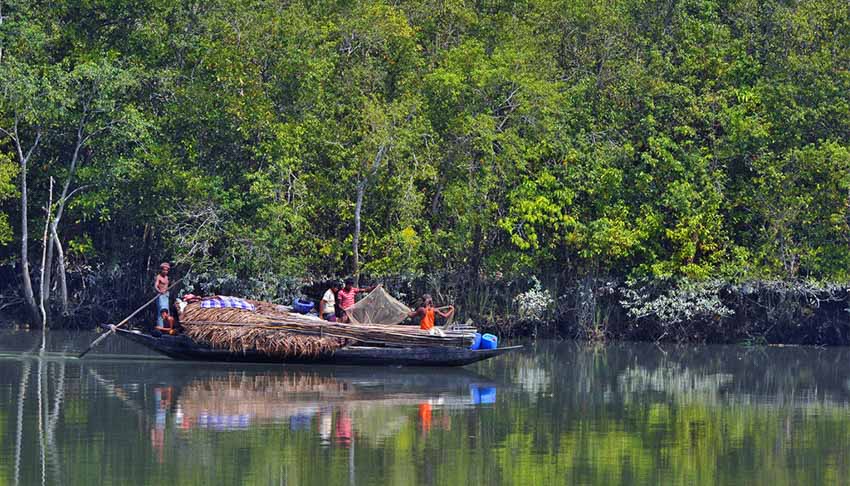 Sống với hổ Bengal trong rừng ngập mặn Sundarbans - 7
