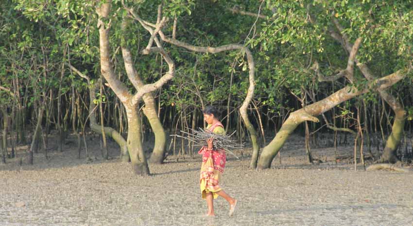 Sống với hổ Bengal trong rừng ngập mặn Sundarbans - 8