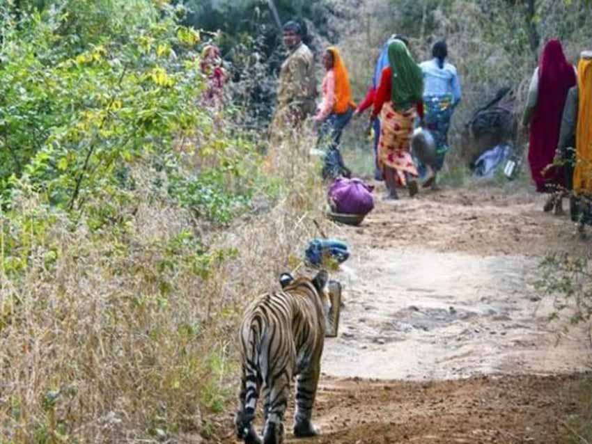 Sống với hổ Bengal trong rừng ngập mặn Sundarbans - 9