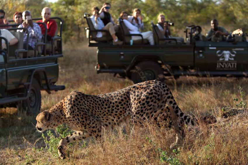 Hành lang hoang dã bảo tồn loài báo đốm Nam Phi - 1