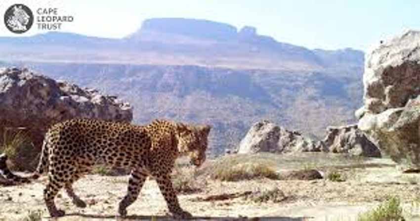Hành lang hoang dã bảo tồn loài báo đốm Nam Phi - 2