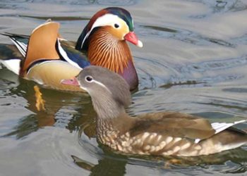 Chỉ mộng uyên ương chẳng mộng tiên - 1