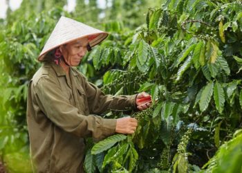 Nestlé cùng đóng góp trồng 8.000 cây xanh cho rừng phòng hộ và 500.000 cây giống cà phê bền vững