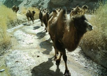 Hoang mạc Gobi tung vó lạc đà hoang dã - 5