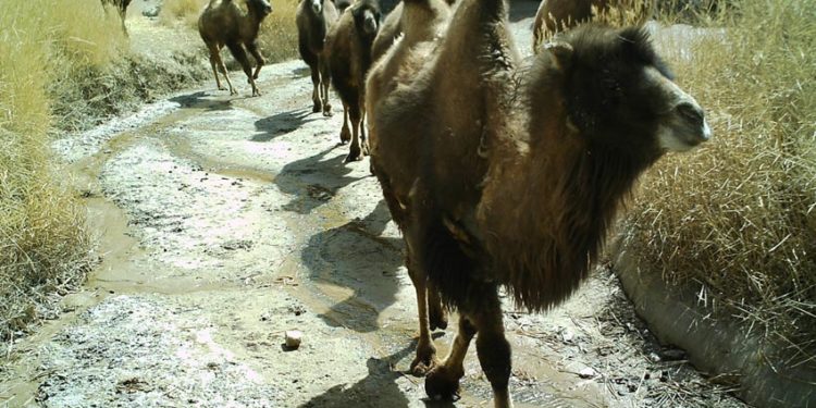 Hoang mạc Gobi tung vó lạc đà hoang dã - 5