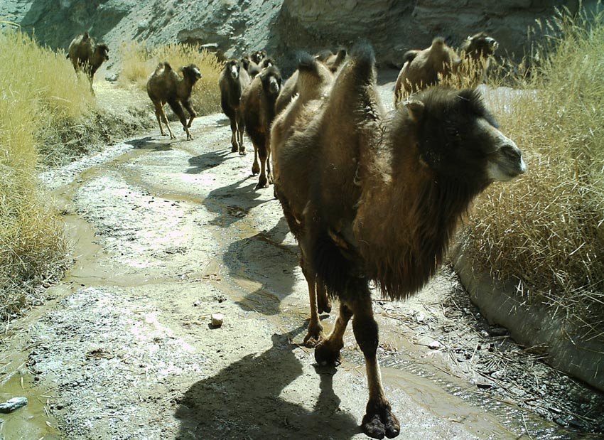 Hoang mạc Gobi tung vó lạc đà hoang dã - 5