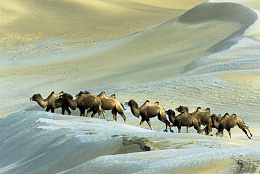 Hoang mạc Gobi tung vó lạc đà hoang dã - 8