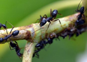 Học cách chống dịch Covid-19 từ loài kiến! - 1