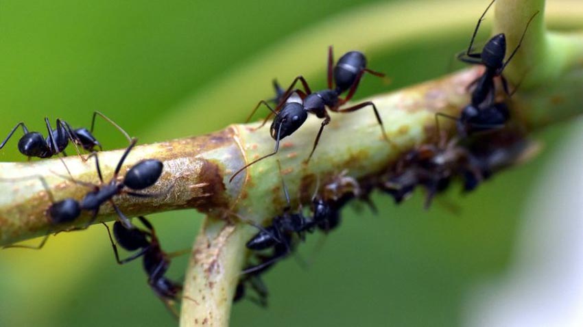 Học cách chống dịch Covid-19 từ loài kiến! - 1