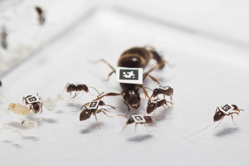 Học cách chống dịch Covid-19 từ loài kiến! - 2