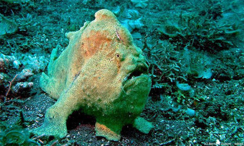 Những con vật quái dị nhất sống dưới đáy đại dương - 3