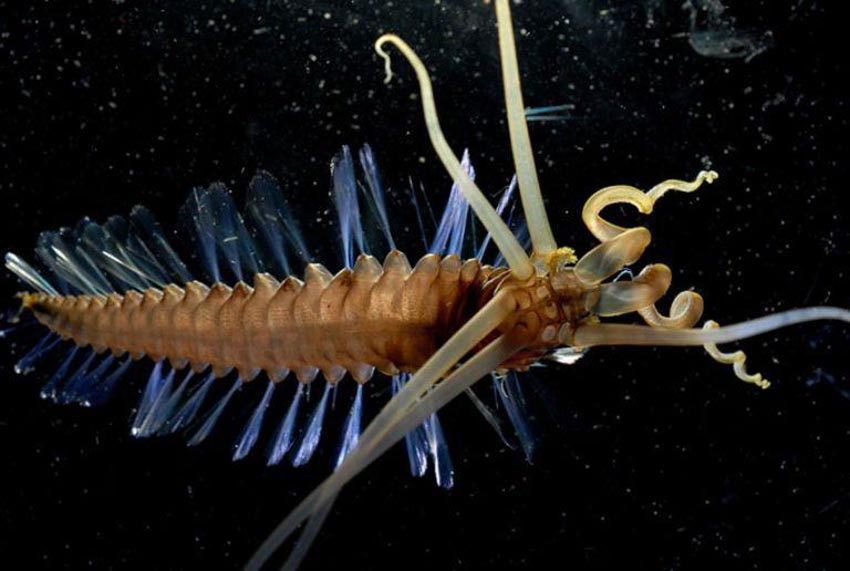 Những con vật quái dị nhất sống dưới đáy đại dương - 8